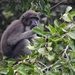 Macaca ochreata brunnescens - Photo (c) Panji Gusti Akbar, alguns direitos reservados (CC BY), enviado por Panji Gusti Akbar