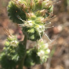 Phacelia imbricata imbricata