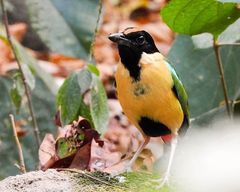 Ornate Pitta photo 1