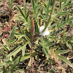 Phacelia imbricata imbricata