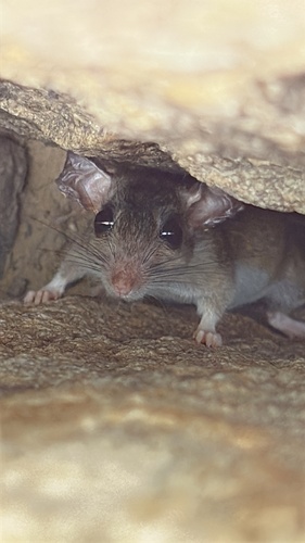 Cutch Rock Rat