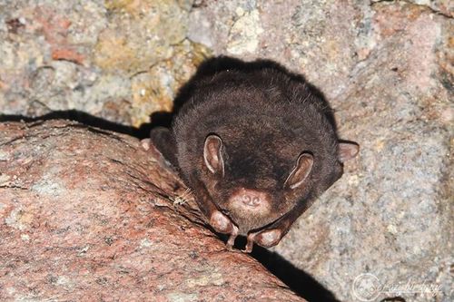 Small Bent-winged Bat (Miniopterus pusillus) — Least Concern Mammalia