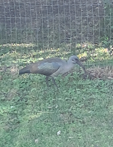 iNaturalist image