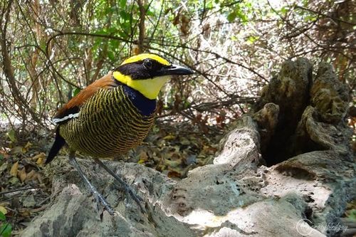 Javan Banded Pitta (Hydrornis guajanus), photo 6