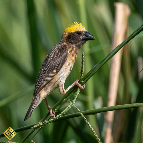 Baya Weaver