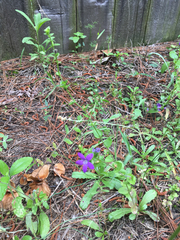 Triodanis perfoliata