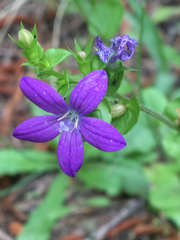 Triodanis perfoliata