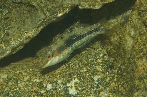 Halichoeres miniatus observed 2026-07-14