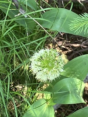 Allium victorialis, photograph author not stated, no rights reserved