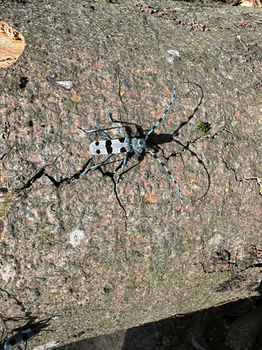 Alpine longhorn Rosalia