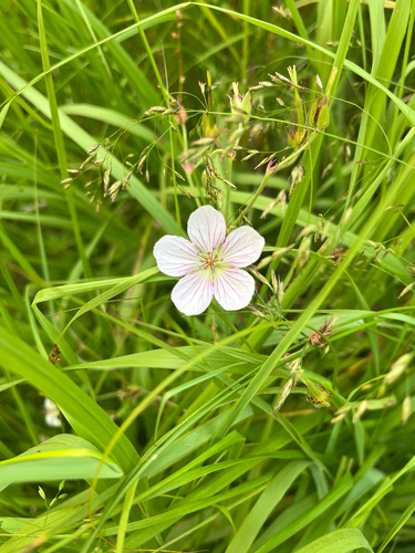 Richardson's geranium