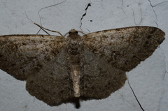 Melanolophia imitata