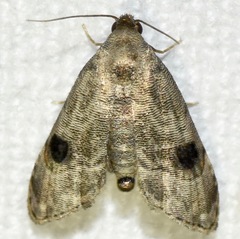 Abablemma brimleyana