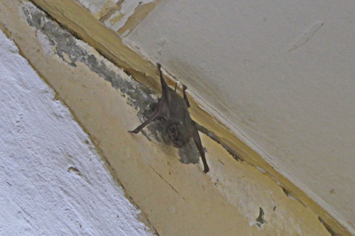 Egyptian Tomb Bat