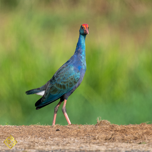 Gray-headed Swamphen
