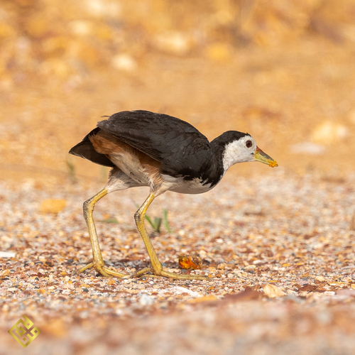White-breasted Waterhen