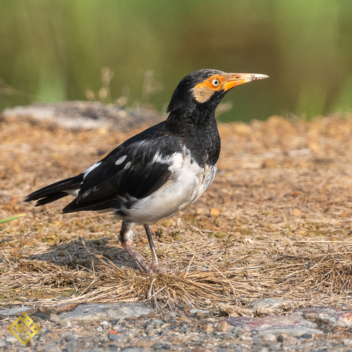 Siamese Pied Starling