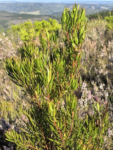 Leucadendron spissifolium, photograph 2