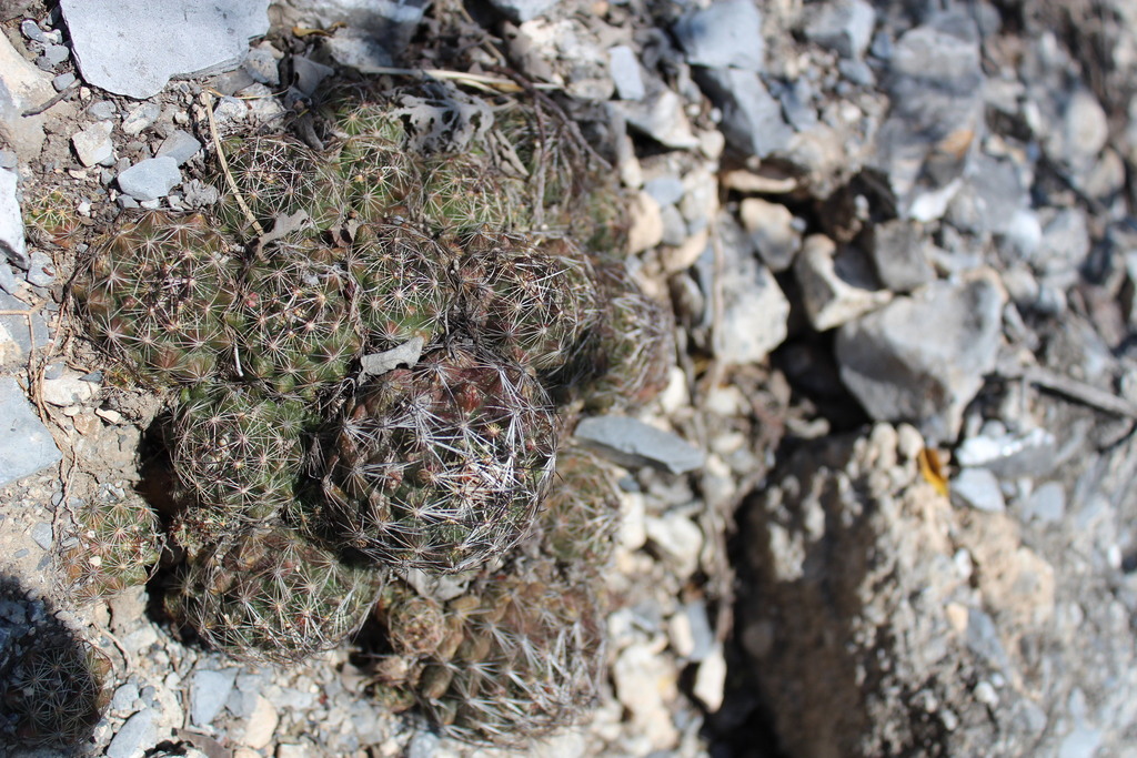 Coryphantha neglecta, Nuevo León, MX