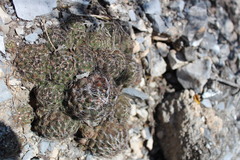 Coryphantha neglecta