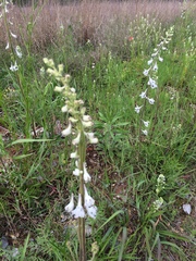 Delphinium carolinianum virescens
