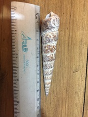 Turritella