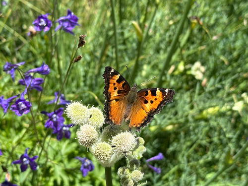 iNaturalist observation photo of California Tortoiseshell
