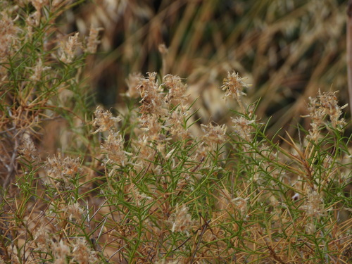 Genista hirsuta, photograph 4