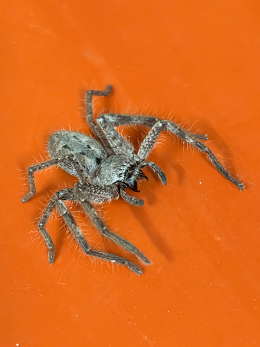 Mountain Huntsman