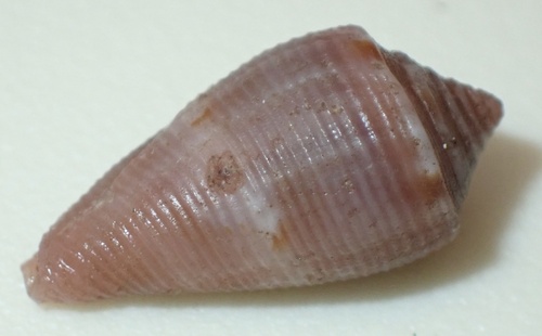 Conus mus observed 2026-07-24