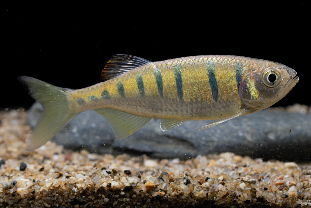 Pretty barb (Opsarius pulchellus) — Cyprinidae
