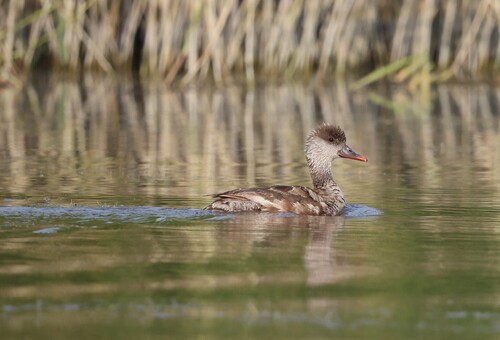 iNaturalist image