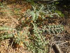 Pedicularis semibarbata