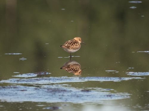 iNaturalist image