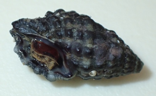 Morula ferruginosa, 2026-07-23