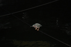 Butorides virescens image