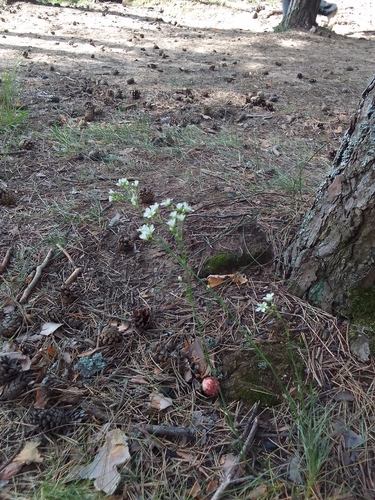 Eremogone saxatilis, photograph 6