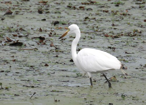 iNaturalist: (c) garlice99, some rights reserved (CC BY-NC), uploaded by garlice99 iNaturalist image