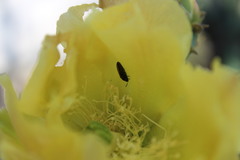 Acmaeodera quadrivittatoides