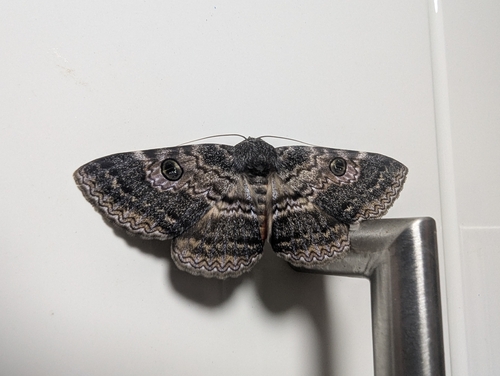 Brown White Banded Noctuid