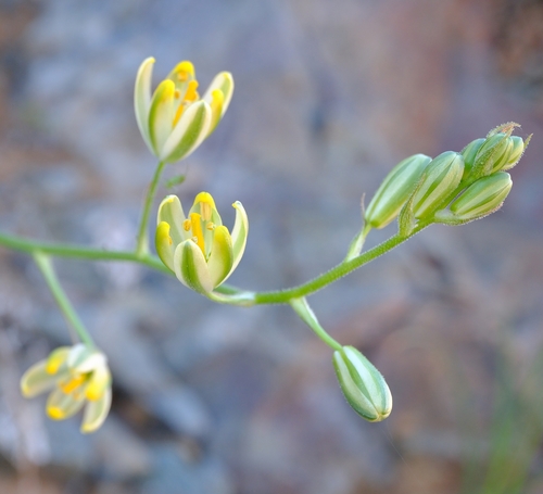 Albuca etesiogaripensis
