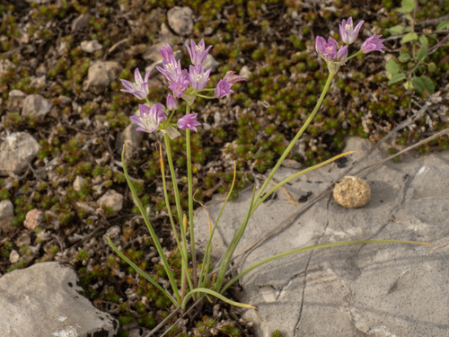 Allium drummondii