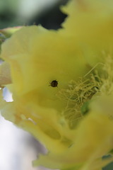 Acmaeodera quadrivittatoides