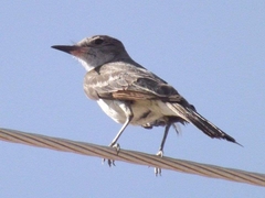 Myiarchus cinerascens