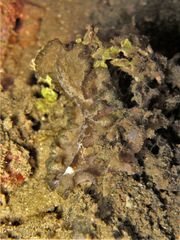 Pseudobiceros flowersi