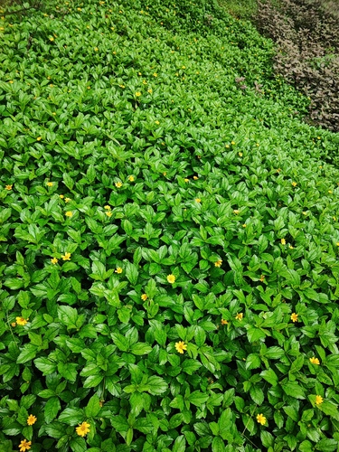 Sphagneticola calendulacea observed 2026-07-23
