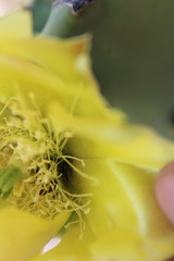 Acmaeodera quadrivittatoides