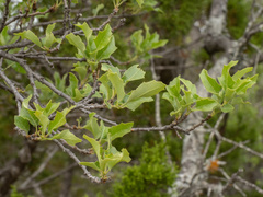 (c) Turner Brockman, some rights reserved (CC BY-SA) Quercus vaseyana, photograph (c) Turner Brockman, some rights reserved (CC BY-SA)