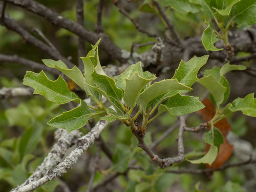 Quercus vaseyana, photograph 2