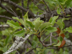 (c) Turner Brockman, some rights reserved (CC BY-SA) Quercus vaseyana, photograph (c) Turner Brockman, some rights reserved (CC BY-SA)